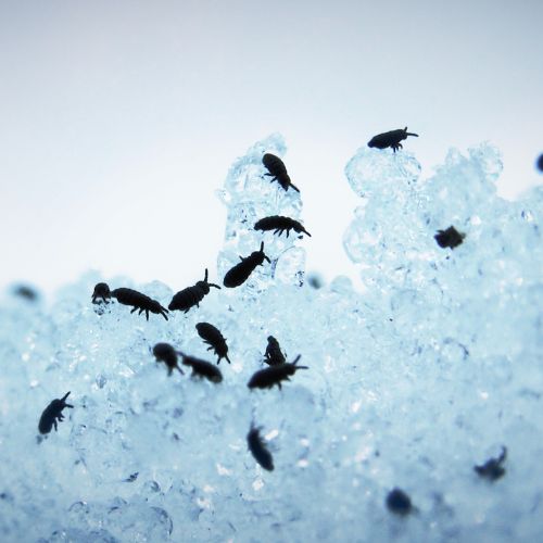 dedetizadora de pulgas dedetizadora de pulgas