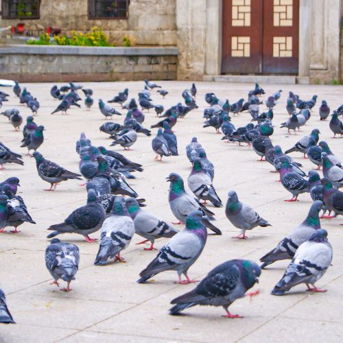 controle de pombos controle de pombos